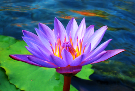 purple flower