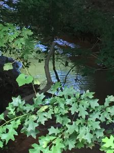 green tree leaves