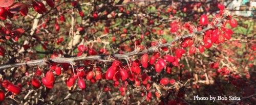 tree with red berries