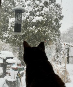 Cat looking at snow covered backyard
